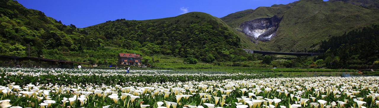 台北市阳明山的竹子湖海芋花田