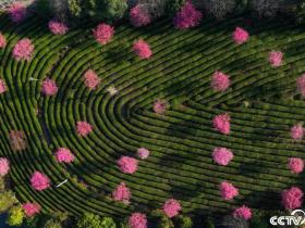 安徽黄山:茶园吐绿樱花绽放